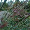 Andropogon Gerardii